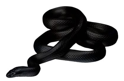 article image - 